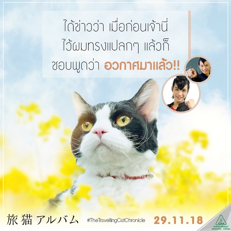 Travel-Cat-Chronicles-Cat-Nana-Say-Hi006