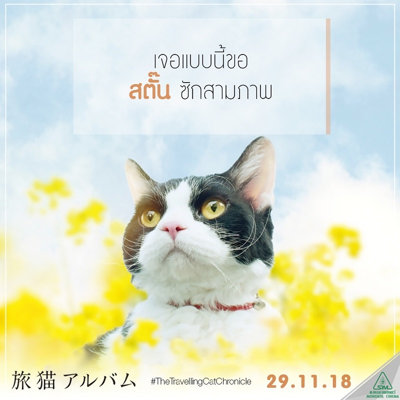 Travel-Cat-Chronicles-Cat-Nana-Say-Hi014