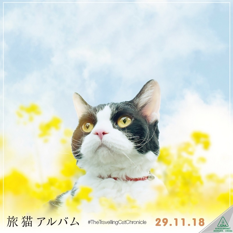 Travel-Cat-Chronicles-Cat-Nana-Say-Hi015