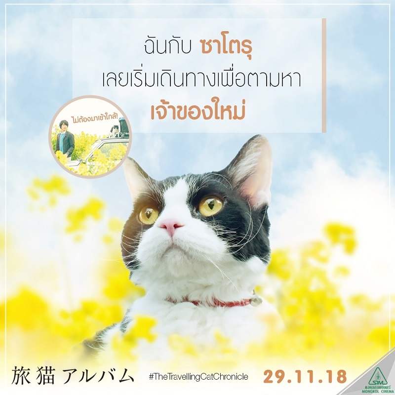 Travel-Cat-Chronicles-Cat-Nana-Say-Hi018