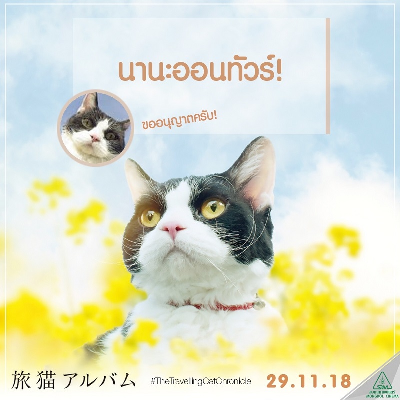 Travel-Cat-Chronicles-Cat-Nana-Say-Hi019