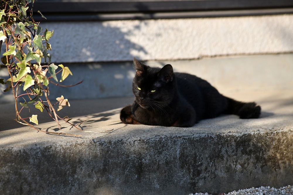 ถึงจะเป็นแมวดำ แต่ก็กำหัวใจทุกคนได้นะเมี้ยว! พบความน่ารักของ “น้องแมวจิบิ” ในตัวอย่างแรก “Only the Cat Knows” 15 สิงหาคมนี้ ในโรงภาพยนตร์